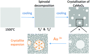 Graphical abstract: Mechanism of powellite crystallite expansion within nano-phase separated amorphous matrices under Au-irradiation
