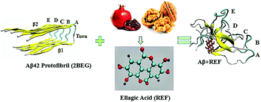 Graphical abstract: Destabilization potential of phenolics on Aβ fibrils: mechanistic insights from molecular dynamics simulation