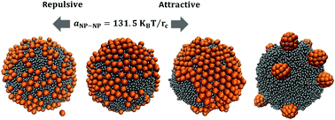 Graphical abstract: Self-assembly of mono- and poly-dispersed nanoparticles on emulsion droplets: antagonistic vs. synergistic effects as a function of particle size