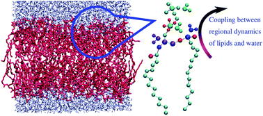 Graphical abstract: Dynamic coupling of a hydration layer to a fluid phospholipid membrane: intermittency and multiple time-scale relaxations