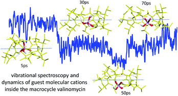 Graphical abstract: Multipodal coordination and mobility of molecular cations inside the macrocycle valinomycin