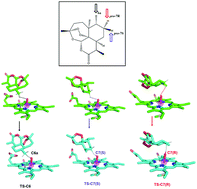 Graphical abstract: Regio- and stereoselectivity in the CYP450BM3-catalyzed hydroxylation of complex terpenoids: a QM/MM study