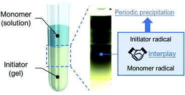 Graphical abstract: Interplay between two radical species in the formation of periodic patterns during a polymerization reaction