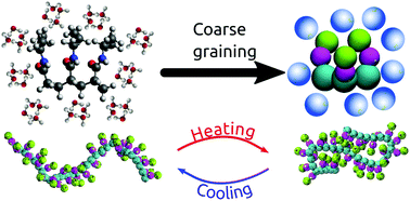 Graphical abstract: A coil-to-globule transition capable coarse-grained model for poly(N-isopropylacrylamide)
