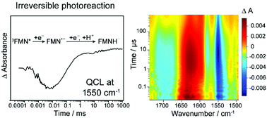 Graphical abstract: A quantum cascade laser setup for studying irreversible photoreactions in H2O with nanosecond resolution and microlitre consumption