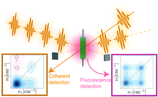 Graphical abstract: Coherently and fluorescence-detected two-dimensional electronic spectroscopy: direct comparison on squaraine dimers