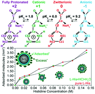 Graphical abstract: Probing the binding modes and dynamics of histidine on fumed silica surfaces by solid-state NMR