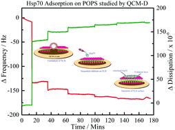 Graphical abstract: Critical insights into the interactions of heat shock protein 70 with phospholipids