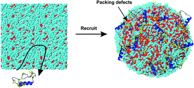 Graphical abstract: Membrane packing defects in synaptic vesicles recruit complexin and synuclein