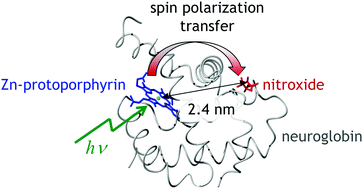 Graphical abstract: Electron spin polarization transfer induced by triplet–radical interactions in the weakly coupled regime