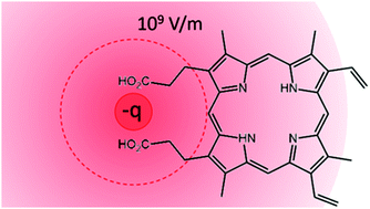 Graphical abstract: Intrinsic electronic spectra of cryogenically prepared protoporphyrin IX ions in vacuo – deprotonation-induced Stark shifts