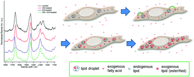 Graphical abstract: Observation of the changes in the chemical composition of lipid droplets using Raman microscopy