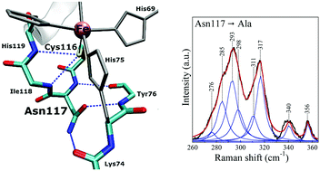 Graphical abstract: Conformational H-bonding modulation of the iron active site cysteine ligand of superoxide reductase: absorption and resonance Raman studies