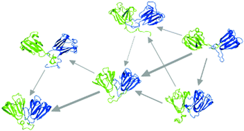 Graphical abstract: Exploring the folding process of human βB2-crystallin using multiscale molecular dynamics and the Markov state model