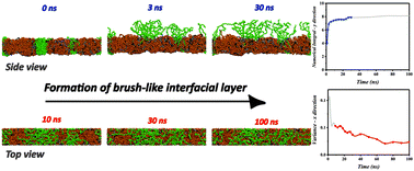 Graphical abstract: Hydrophilic dangling chain interfacial segregation in polyurethane networks at aqueous interfaces and its underlying mechanisms: molecular dynamics simulations