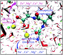 Graphical abstract: Specific and non-specific interactions between metal cations and zwitterionic alanine tripeptide in saline solutions reported by the symmetric carboxylate stretching and amide-II vibrations