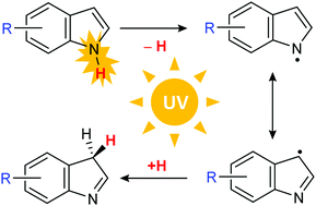 Graphical abstract: UV-induced radical formation and isomerization of 4-methoxyindole and 5-methoxyindole
