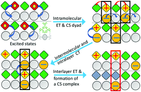 Graphical abstract: Electron transfer in oriented donor–acceptor dyads, intralayer charge migration, and formation of interlayer charge separated states in multi-layered Langmuir–Schäfer films