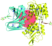 Graphical abstract: A quantum biochemistry investigation of the protein–protein interactions for the description of allosteric modulation on biomass-degrading chimera