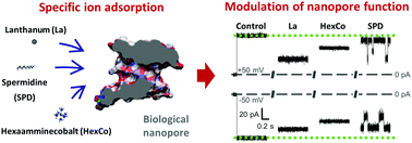 Graphical abstract: Specific adsorption of trivalent cations in biological nanopores determines conductance dynamics and reverses ionic selectivity