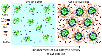 Graphical abstract: Biamphiphilic ionic liquid based aqueous microemulsions as an efficient catalytic medium for cytochrome c