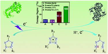 Graphical abstract: A photoenhanced oxidation of amino acids and the cross-linking of lysozyme mediated by tetrazolium salts