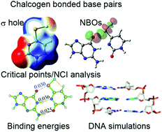 Graphical abstract: Can modified DNA base pairs with chalcogen bonding expand the genetic alphabet? A combined quantum chemical and molecular dynamics simulation study