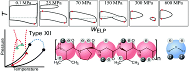 Graphical abstract: On the liquid demixing of water + elastin-like polypeptide mixtures: bimodal re-entrant phase behaviour