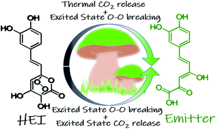 Graphical abstract: The role of CO2 detachment in fungal bioluminescence: thermally vs. excited state induced pathways