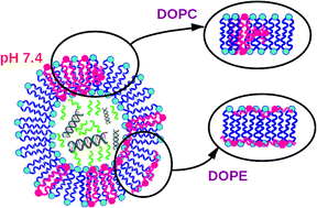Graphical abstract: DOPC versus DOPE as a helper lipid for gene-therapies: molecular dynamics simulations with DLin-MC3-DMA