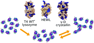 Graphical abstract: Studying the mechanism of phase separation in aqueous solutions of globular proteins via molecular dynamics computer simulations