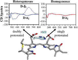 Graphical abstract: Histidine protonation controls structural heterogeneity in the cyanobacteriochrome AnPixJg2