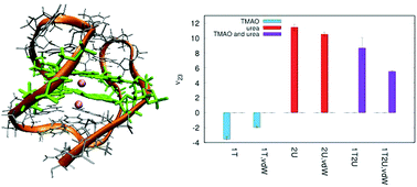 Graphical abstract: Interactions of a DNA G-quadruplex with TMAO and urea: a molecular dynamics study on co-solute compensation mechanisms