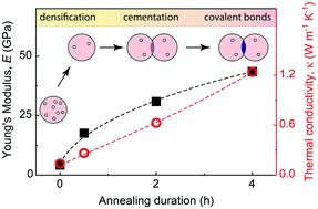 Graphical abstract: Surface contacts strongly influence the elasticity and thermal conductivity of silica nanoparticle fibers