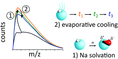 Graphical abstract: Temperature evolution in IR action spectroscopy experiments with sodium doped water clusters