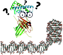 Graphical abstract: Low-frequency vibrational modes in G-quadruplexes reveal the mechanical properties of nucleic acids