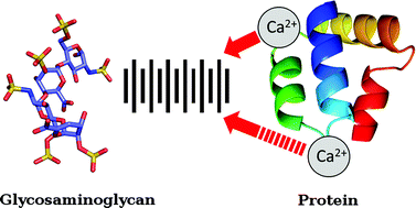 Graphical abstract: Computational insights into the role of calcium ions in protein–glycosaminoglycan systems