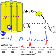 Graphical abstract: Low-temperature Raman spectroscopy of sodium-pump rhodopsin from Indibacter alkaliphilus: insight of Na+ binding for active Na+ transport