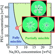 Graphical abstract: Anomalous patterns of Saffman–Taylor fingering instability during a metastable phase separation