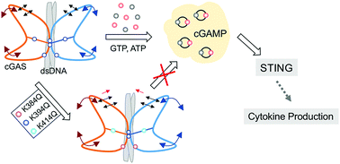 Graphical abstract: Conformational dynamics is critical for the allosteric inhibition of cGAS upon acetyl-mimic mutations