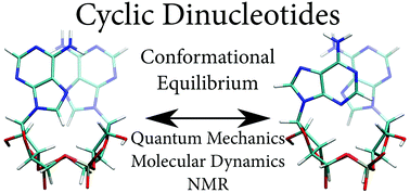 Graphical abstract: Conformational energies and equilibria of cyclic dinucleotides in vacuo and in solution: computational chemistry vs. NMR experiments