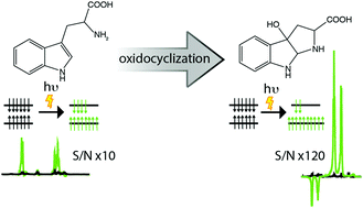 Graphical abstract: Molecular features toward high photo-CIDNP hyperpolariztion explored through the oxidocyclization of tryptophan