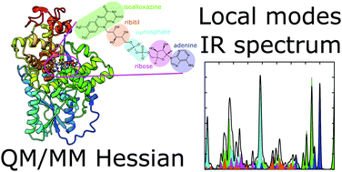 Graphical abstract: Infrared spectroscopy from electrostatic embedding QM/MM: local normal mode analysis of infrared spectra of arabidopsis thaliana plant cryptochrome