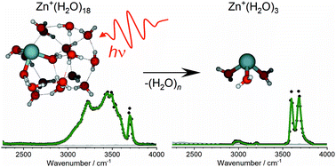 Graphical abstract: Microsolvation of Zn cations: infrared multiple photon dissociation spectroscopy of Zn+(H2O)n (n = 2–35)