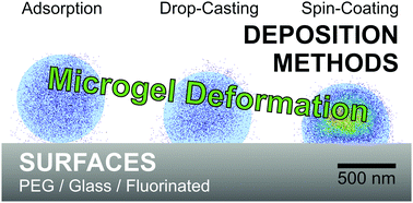 Graphical abstract: Controlling microgel deformation via deposition method and surface functionalization of solid supports