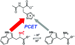 Graphical abstract: Reduction of transient histidine radicals by tryptophan: influence of the amino group charge