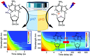 Graphical abstract: Long living excited state of protonated adenosine unveiled by ultrafast fluorescence spectroscopy and density functional theoretical study