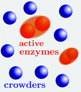 Graphical abstract: Conformation-changing enzymes and macromolecular crowding