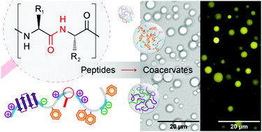 Graphical abstract: Peptide-based coacervates as biomimetic protocells