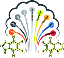 Graphical abstract: Site-selective C–H functionalization to access the arene backbone of indoles and quinolines